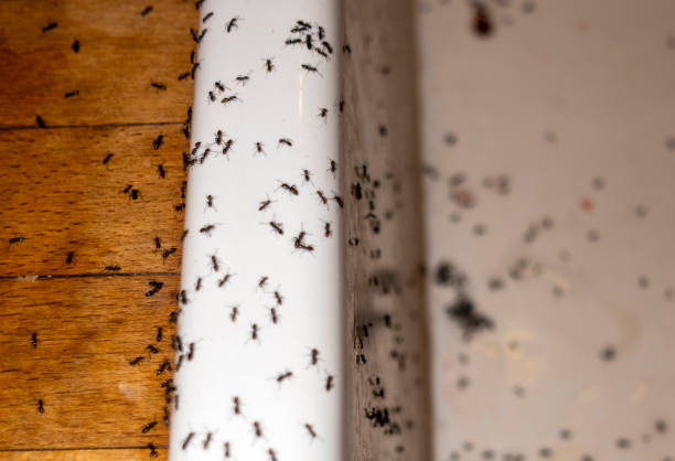Wildlife Control Services in Bellville, TX